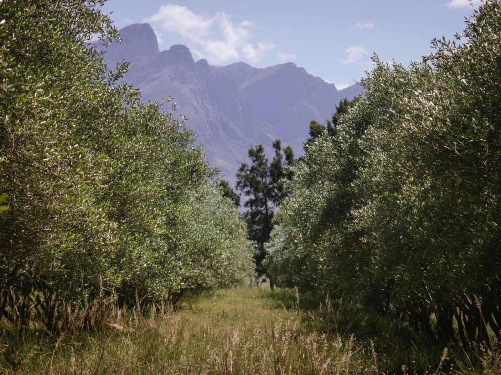 Hotel Duikersdrift Winelands Country Escape à Tulbagh Extérieur photo