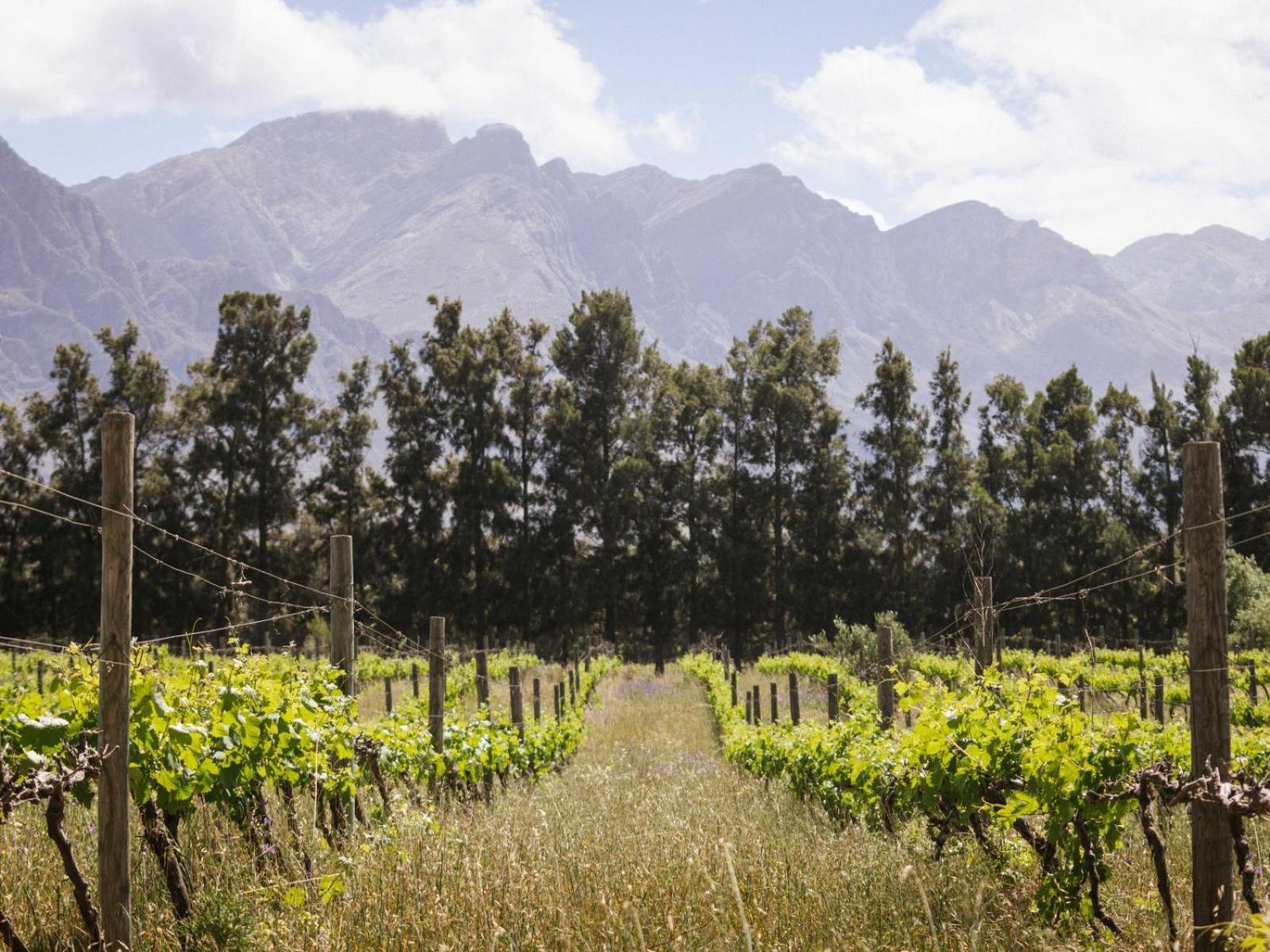 Hotel Duikersdrift Winelands Country Escape à Tulbagh Extérieur photo