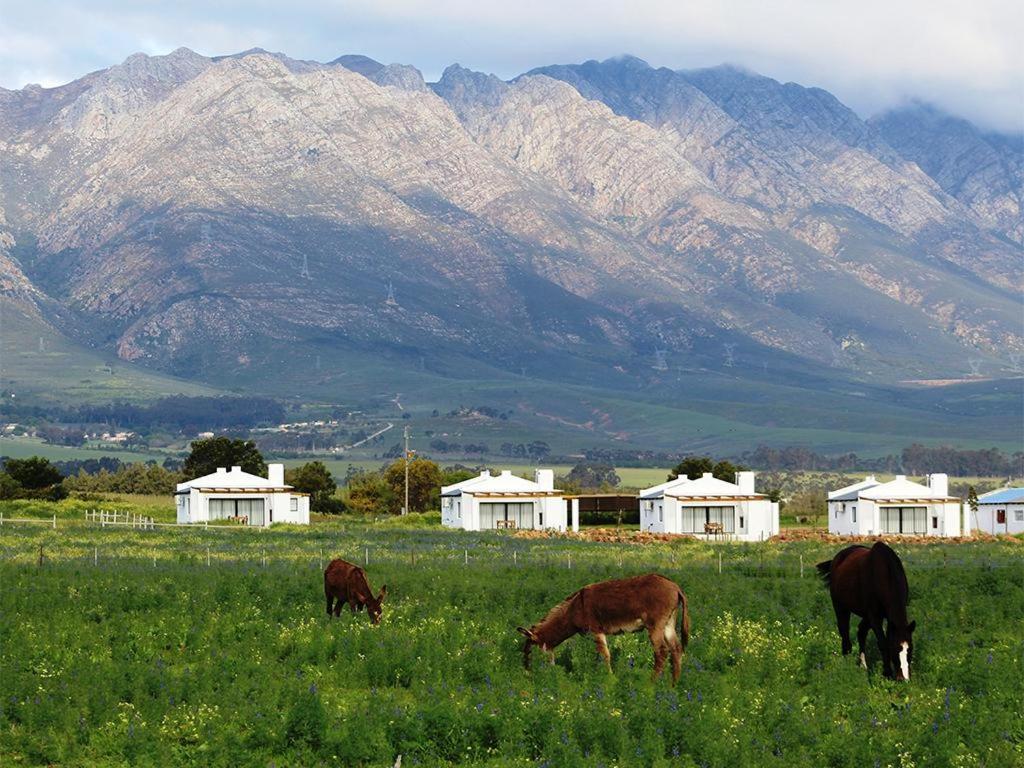 Hotel Duikersdrift Winelands Country Escape à Tulbagh Extérieur photo
